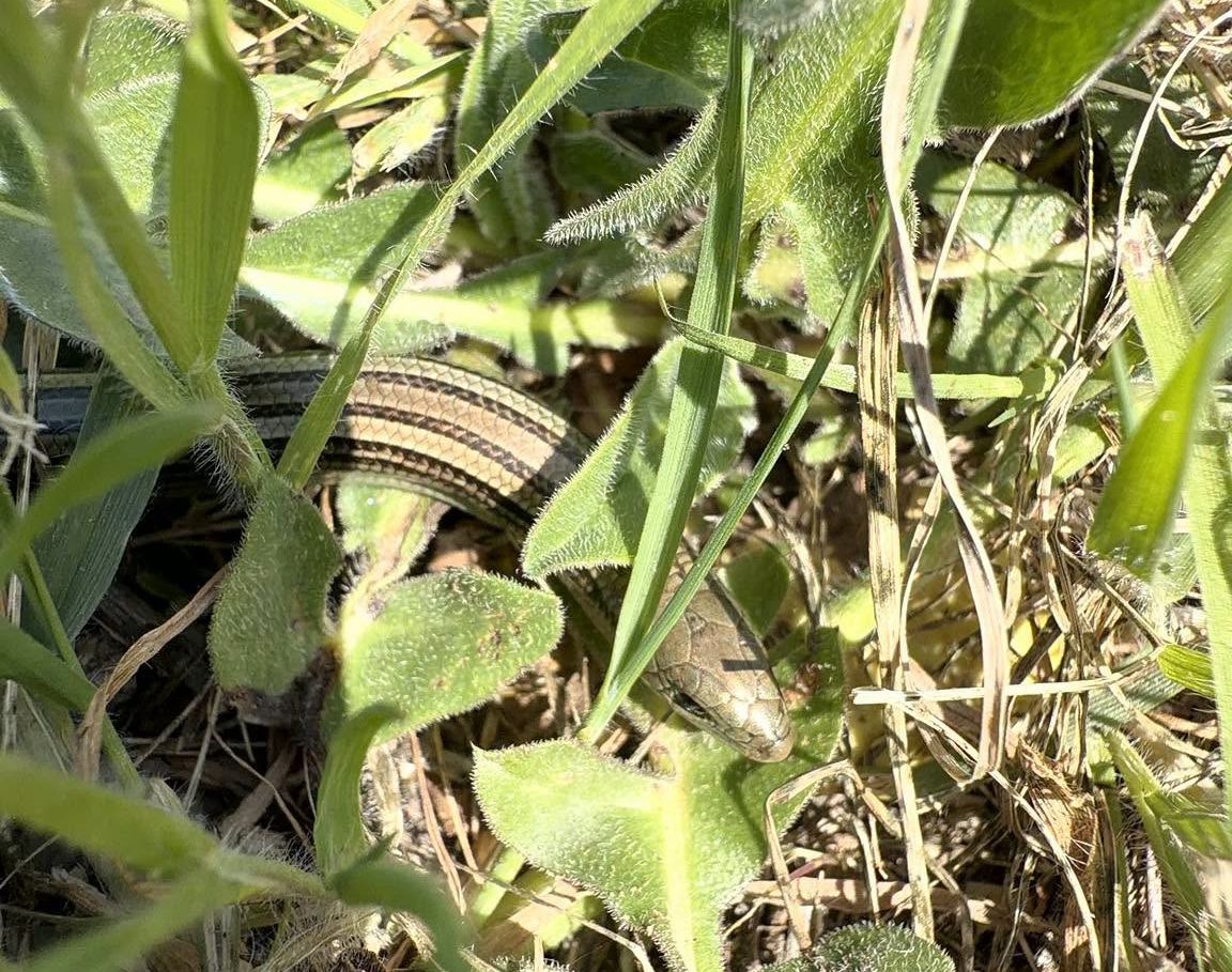 Orbettino e luscengola: due lucertole 